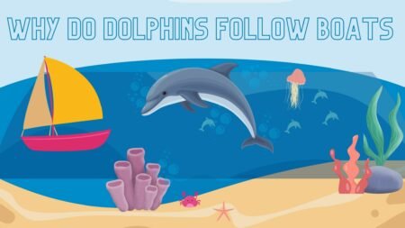 Why Do Dolphins Follow Boats? [ Easy Guide 2023]